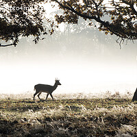 Buy canvas prints of Silhouette Lone deer in morning mist by Kevin White