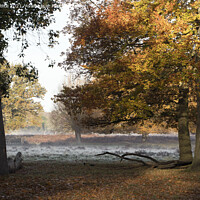 Buy canvas prints of Autumn frost by Kevin White