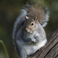 Buy canvas prints of Cheeky grey squirrel by Kevin White