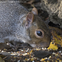 Buy canvas prints of Squirrel head shot by Kevin White