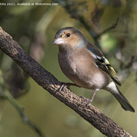 Buy canvas prints of Chaffinch male by Kevin White