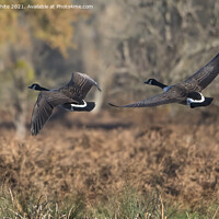 Buy canvas prints of Canada geese in flight by Kevin White