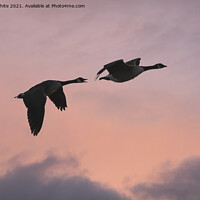 Buy canvas prints of Canada geese silhouette by Kevin White