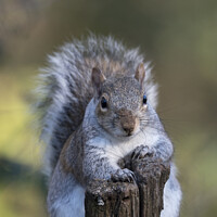 Buy canvas prints of Portrait of a squirrel by Kevin White