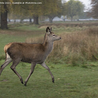 Buy canvas prints of Deer on the move by Kevin White