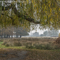 Buy canvas prints of Willow over path by Kevin White