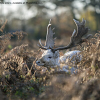 Buy canvas prints of Young stag hiding by Kevin White