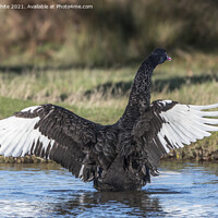 Buy canvas prints of Black swan white wings by Kevin White