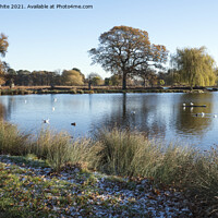 Buy canvas prints of December morning Bushy Park by Kevin White