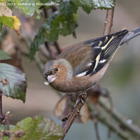 Buy canvas prints of Chaffinch with seed in beak by Kevin White