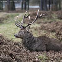 Buy canvas prints of Resting stag by Kevin White