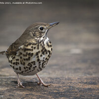 Buy canvas prints of Song Thrush by Kevin White