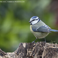 Buy canvas prints of Blue Tit sitting  on garden log by Kevin White