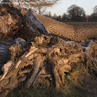 Buy canvas prints of Tree trunk and roots by Kevin White