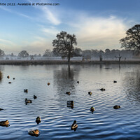 Buy canvas prints of Gathering ducks on pond by Kevin White