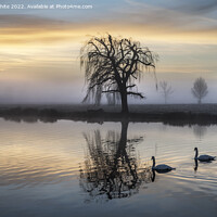 Buy canvas prints of Swans pond by Kevin White