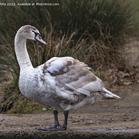 Buy canvas prints of Young Mute Swan by Kevin White