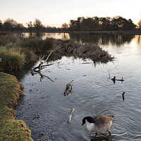 Buy canvas prints of Pond with goose by Kevin White