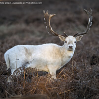 Buy canvas prints of White Buck by Kevin White