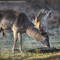 Buy canvas prints of Inquisitive young deer  by Kevin White
