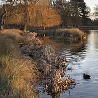 Buy canvas prints of Dead reeds and grass by winter pond by Kevin White