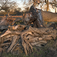 Buy canvas prints of Mangled tree roots by Kevin White