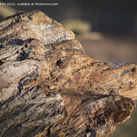Buy canvas prints of Pig face log by Kevin White