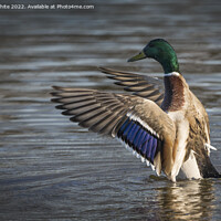 Buy canvas prints of Male Mallard showing off his colours by Kevin White