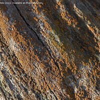 Buy canvas prints of Orange lichen by Kevin White