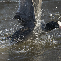 Buy canvas prints of Coot splash by Kevin White