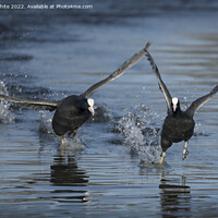 Buy canvas prints of Coots in a splash by Kevin White