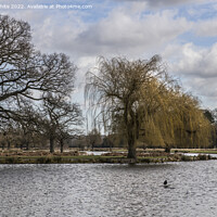Buy canvas prints of Bushy Park vista of ponds by Kevin White