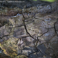 Buy canvas prints of Colours of decaying wood by Kevin White