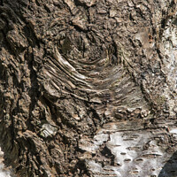 Buy canvas prints of Ageing bark by Kevin White