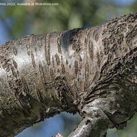 Buy canvas prints of Old cherry tree bark by Kevin White