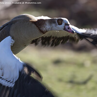 Buy canvas prints of Egyptian goose close up in flight by Kevin White