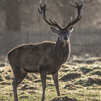 Buy canvas prints of Good set of antlers by Kevin White