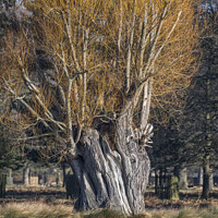 Buy canvas prints of Grand old willow tree by Kevin White