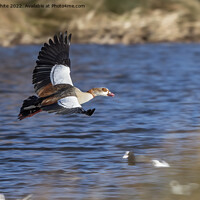 Buy canvas prints of Majestic goose by Kevin White