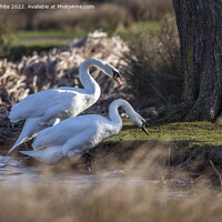 Buy canvas prints of Two mute swans attempting climbing river bank by Kevin White