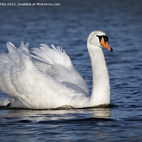Buy canvas prints of Swan of beauty by Kevin White