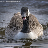 Buy canvas prints of Portrait of a Canadian goose by Kevin White