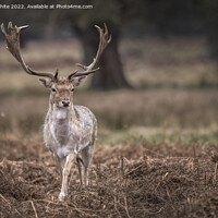 Buy canvas prints of New set of antlers by Kevin White