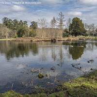 Buy canvas prints of Lake at Painshill Park Cobham by Kevin White