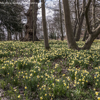 Buy canvas prints of Walking amongst the daffodils by Kevin White