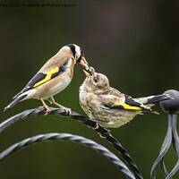 Buy canvas prints of Goldfinch feeding chick by Kevin White