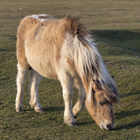 Buy canvas prints of Cute Dartmoor Pony by Kevin White