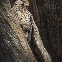 Buy canvas prints of Kestrel blending into tree by Kevin White