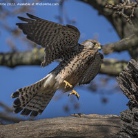 Buy canvas prints of Kestrel flying off from nest by Kevin White