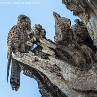 Buy canvas prints of Kestrel nesting in hollow of tree by Kevin White
